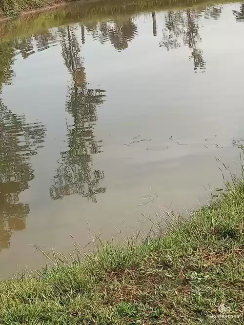 Imóvel 797